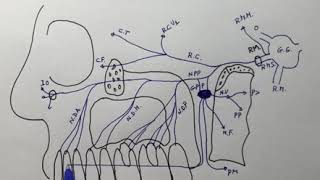 Anatomía vascular y nerviosa del maxilar superior [upl. by Nilyak]