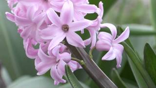 Hyacinthus orientalis  Hyazinthe Hyacinth [upl. by Hoopes19]