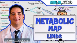 Metabolism  The Metabolic Map Lipids [upl. by Leuqim908]