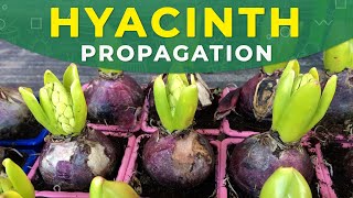 HYACINTH PROPAGATION FROM BULBS  Care for the plant [upl. by Niasuh501]