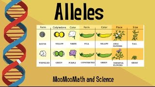 Alleles vs Gene [upl. by Dania]