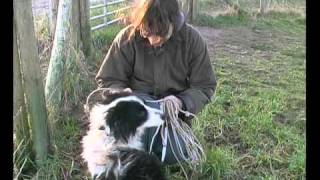 Border Collie Rescue  A Useful Dog  Episode 5 [upl. by Amhsirak857]