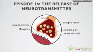 New Treatment for AFib Convergent Ablation [upl. by Freeland]