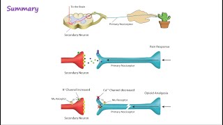 Opioid Mechanism of Action [upl. by Rossen]