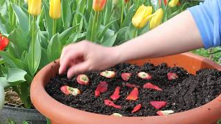 Planting Seeds From Store Bought Strawberries Episode 1 [upl. by Atsyrhc]