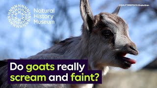 Do goats really scream and faint  Surprising Science [upl. by Tamma]