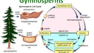 Gymnosperm Notes [upl. by Simpkins]