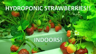 Indoor Hydroponic Strawberries Lots of Berries [upl. by Sosthenna943]