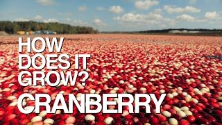 CRANBERRY  How Does It Grow [upl. by Mojgan603]