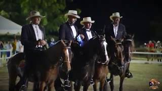 Help us preserve the Puerto Rican Paso Fino horse breed [upl. by Gnagflow496]