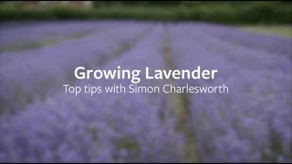 How to grow Lavender  Grow at Home  RHS [upl. by Geraldina160]