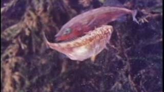 Behavior of the Stickleback [upl. by Aidroc]