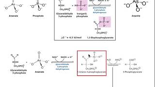 Drugs amp Xenobiotics  Mechanisms of Arsenic Poisoning [upl. by Crisey288]