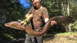 Spearfishing HUGE Eels Catch n Cook primitive spear making [upl. by Oribel]