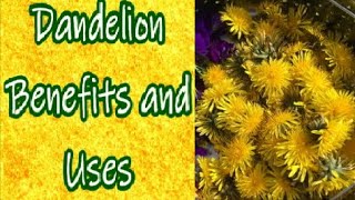 Dandelion Uses and Benefits [upl. by Jeffries]