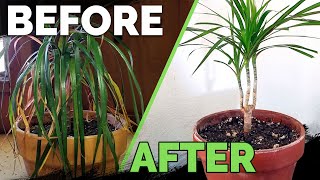 Houseplant Care Bring Your Houseplant Back to Life [upl. by Karie903]