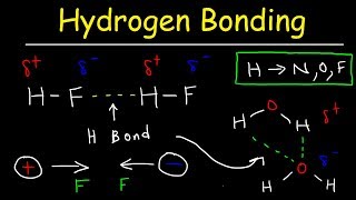 Hydrogen Bonds In Water Explained  Intermolecular Forces [upl. by Airdnas]