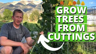 How To Grow Trees From Cuttings [upl. by Avra]