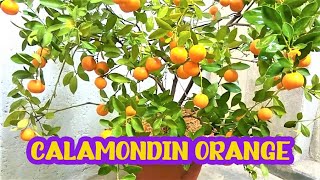 Calamondin Orange  Best Indoor Citrus Plant  Miniature Orange  Part 1 [upl. by Rim296]