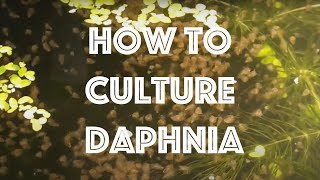 How To Culture Daphnia Magna [upl. by Tahp217]