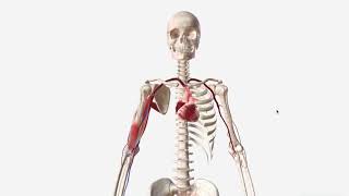 Brachial Artery  Anatomy Branches amp Relations [upl. by Droc]