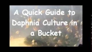 How to culture daphnia outside [upl. by Kloman]