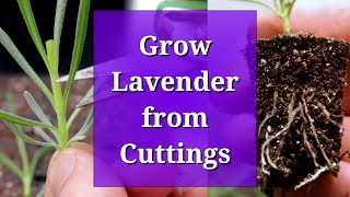 Grow Lavender from Cuttings [upl. by Webber459]