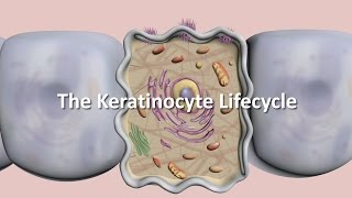 Lifecycle of the Keratinocyte [upl. by Mozelle684]