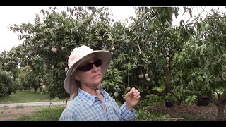 When and How to Prune Mango Trees [upl. by Eidna642]