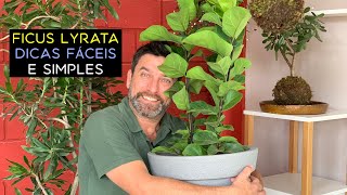 Ficus Lyrata Dicas Fáceis e Simples [upl. by Vaclav]