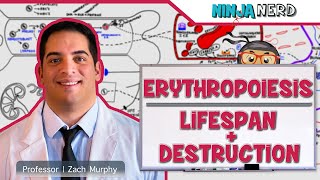 Hematology  Erythropoiesis Lifespan amp Destruction Part 2 [upl. by Ahsienar423]