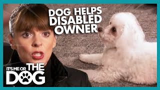 Teaching a Dog to Help a Disabled Owner  Its Me or the Dog [upl. by Waite]