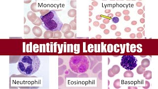 Identifying Leukocytes [upl. by Innej]