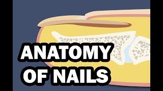 INTEGUMENTARY SYSTEM YOUR NAILS [upl. by Hirsch41]