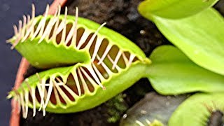 Weird Mutant Venus Flytrap plant Dionaea muscipula  Venus fly trap [upl. by Arac97]