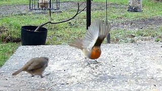 Robins In love 🥰 courtship display Fight or Mating Behaviour [upl. by Maples673]