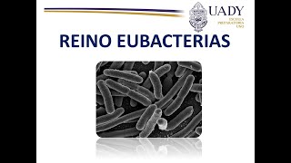 Características y clasificación del Reino Eubacteria [upl. by Hu325]