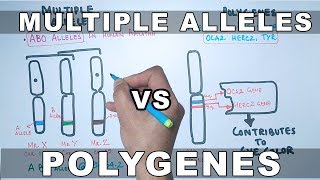 Multiple Alleles and Polygenes [upl. by Leirum]