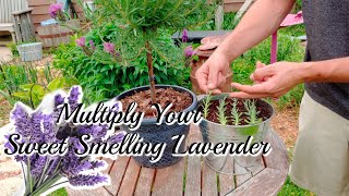 How to grow LAVENDER Cuttings [upl. by Iives]