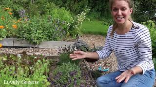 Growing amp Harvesting Lavender [upl. by Lednar]