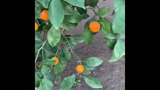 Calamondin Orange Tree [upl. by Hsara]