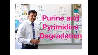 Purine and Pyrimidine Degradation [upl. by Lamond]