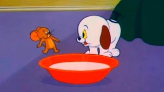 Tom and Jerry  Episode 80  Puppy Tale 1954 [upl. by Ahsikram]