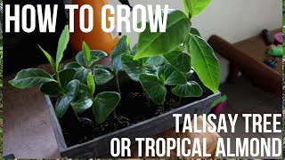 How To Grow Talisay Tree Terminalia Catappa Part 1 [upl. by Corrina795]