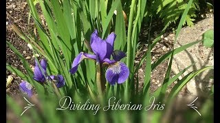 Dividing Siberian Iris Iris sibirica [upl. by Eikciv]