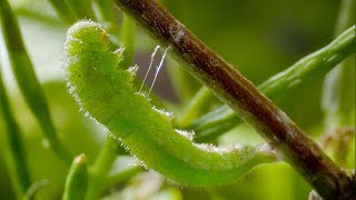 Caterpillar Cocoon Timelapse  BBC Earth [upl. by Anderson671]