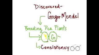 What are Dominant and Recessive Alleles [upl. by Aihcela307]