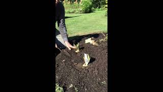 How to Plant Bearded Iris [upl. by Richard]