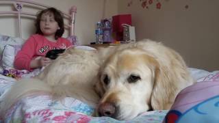 How an autism assistance dog helps [upl. by Fahy]