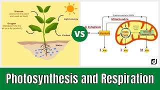 Photosynthesis and Cellular Respiration Grade 9 [upl. by Dosh]